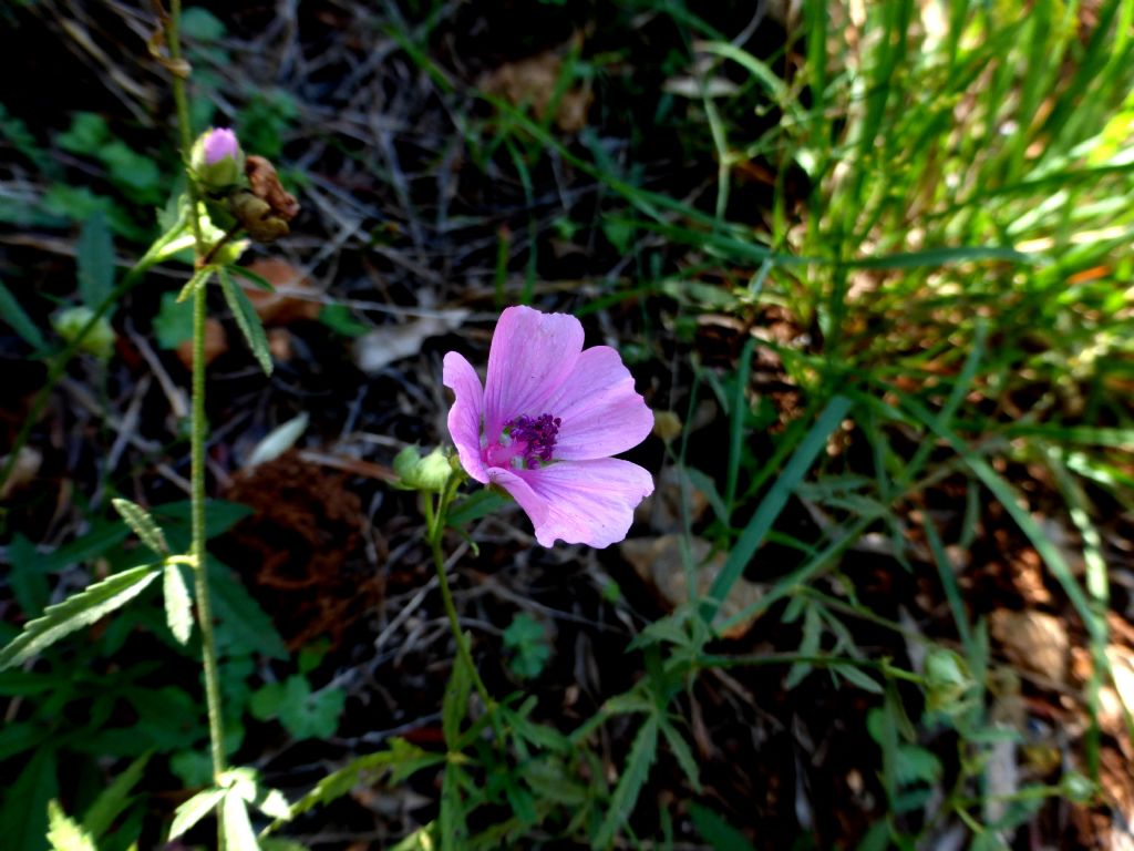 Althaea cannabina